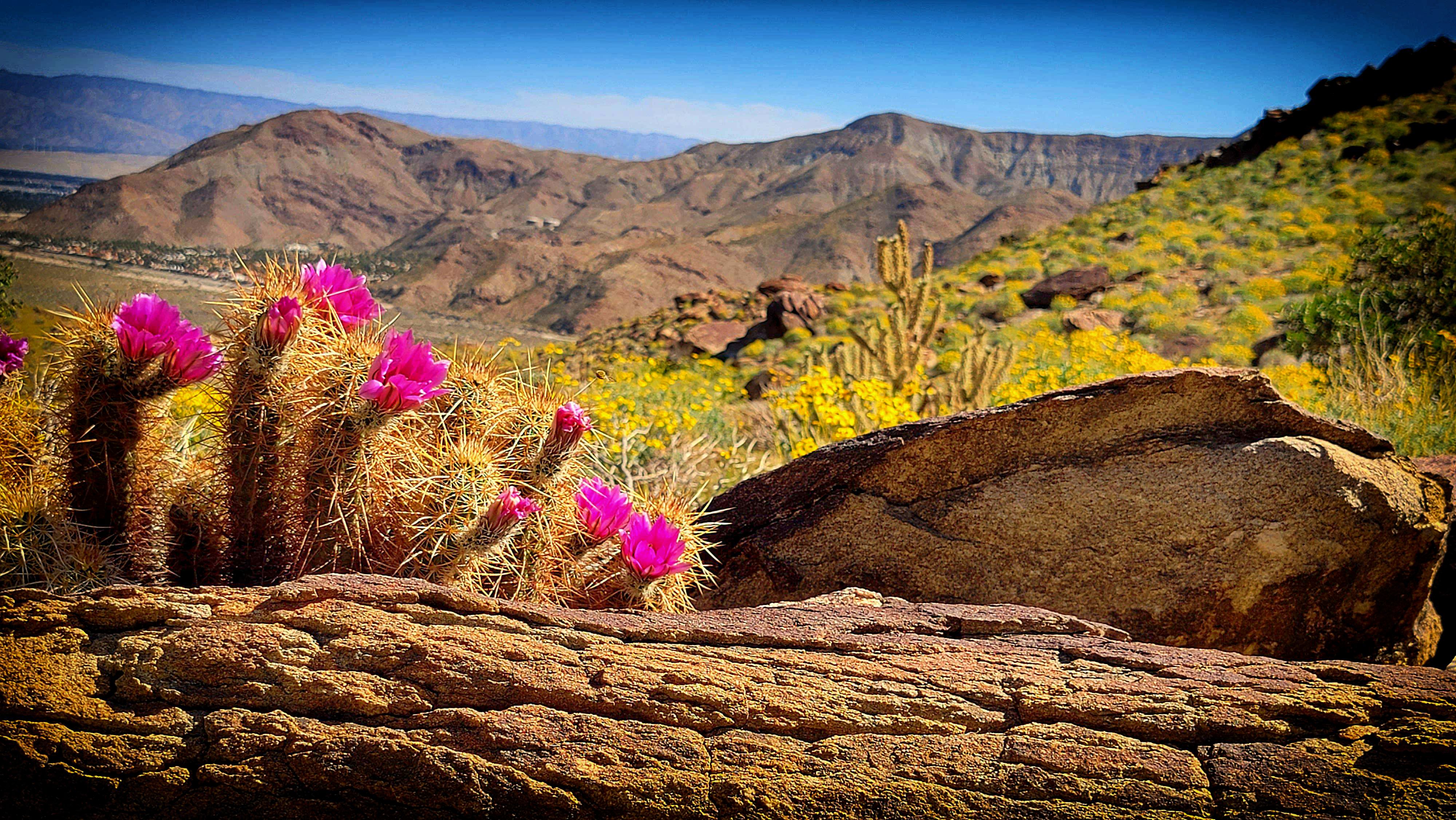 Cactus and Rock